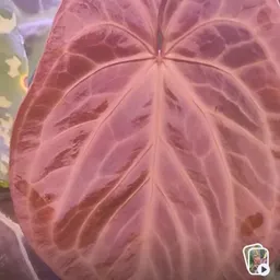 Plantamonium
