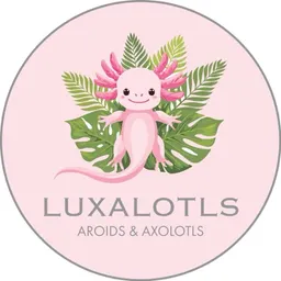 Luxalotls