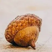 Hunglikeaneggcorn