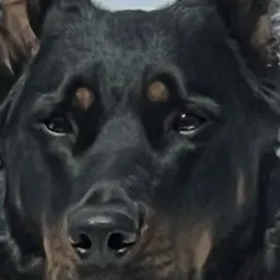 Apeshaker
