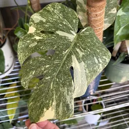 Power.Plants