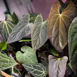 PlantedAnomaly