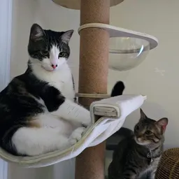 CatPlantLady