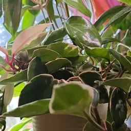 LinHoyaLuv75