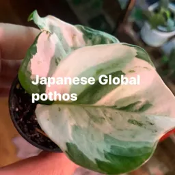YesihaveAplant